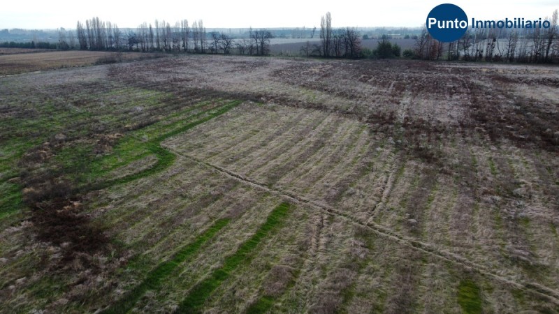 Campo Frutícola en Chillán. Ideal Avellano Europeo