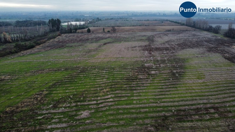 Campo Frutícola en Chillán. Ideal Avellano Europeo