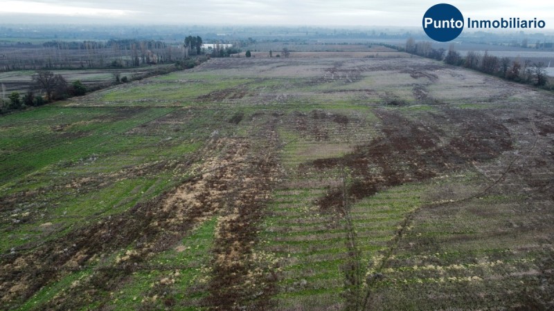 Campo Frutícola en Chillán. Ideal Avellano Europeo