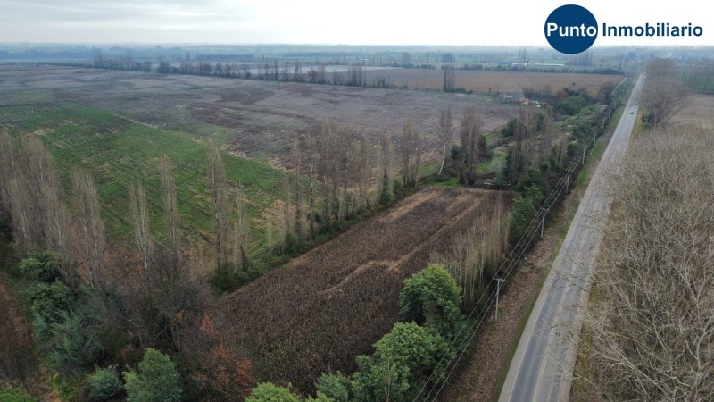 Campo Frutícola en Chillán. Ideal Avellano Europeo