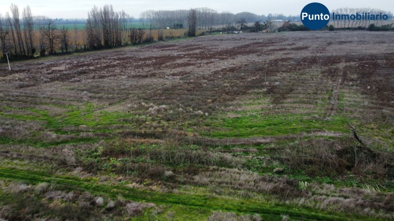 Campo Frutícola en Chillán. Ideal Avellano Europeo