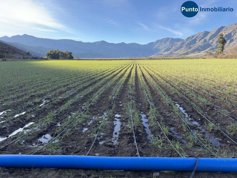 Campo Apto Frutales en Catemu