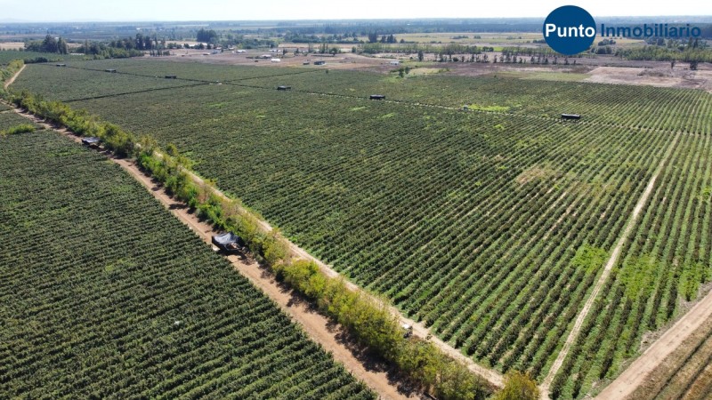 Excelente Campo Frutícola en Coihueco