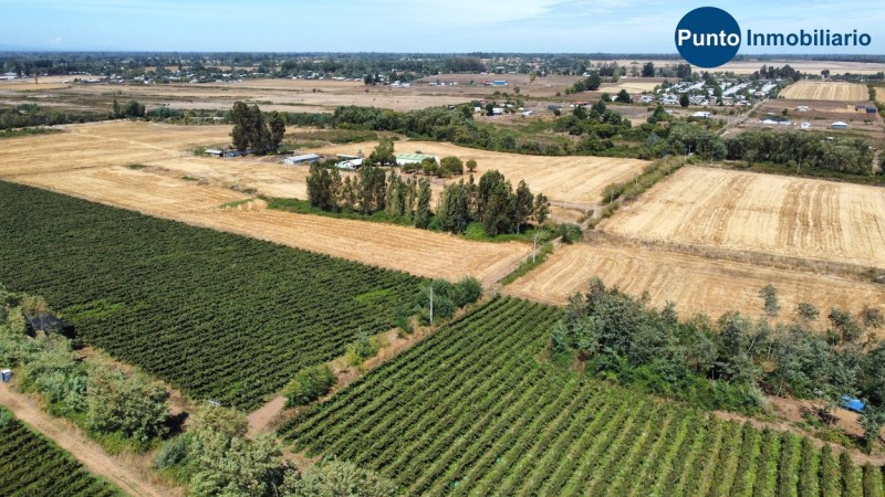 Excelente Campo Frutícola en Coihueco