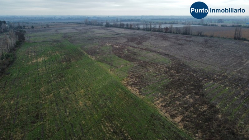Campo Frutícola en Chillán. Ideal Avellano Europeo