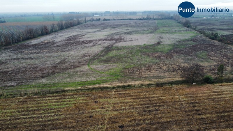Campo Frutícola en Chillán. Ideal Avellano Europeo