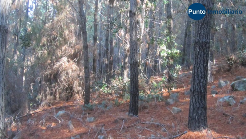en Venta Bosque 19 Años, Quirihue