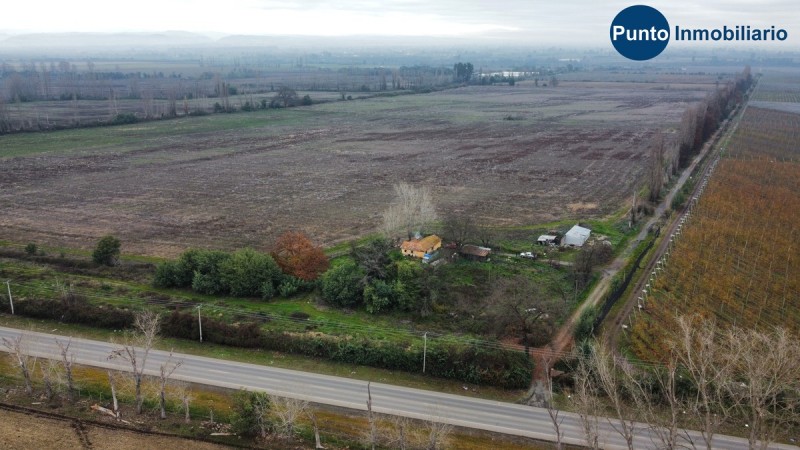 Fotografía de Campo Frutícola en Chillán. Ideal Avellano Europeo