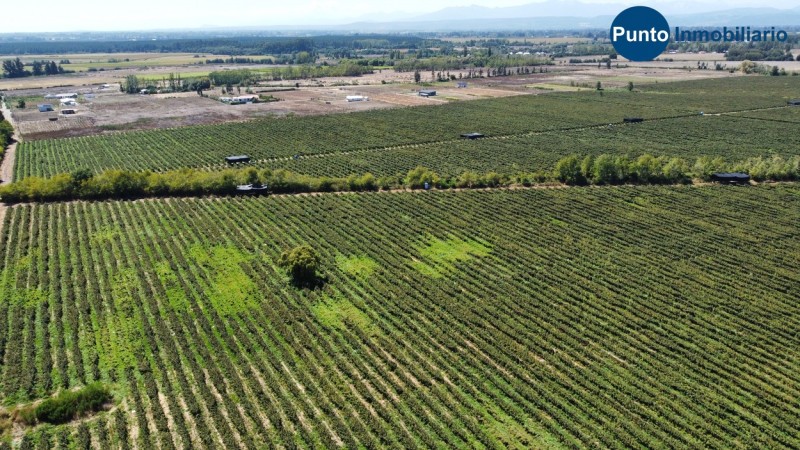 Excelente Campo Frutícola en Coihueco
