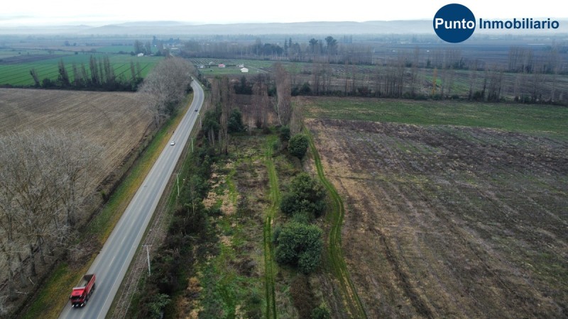 Campo Frutícola en Chillán. Ideal Avellano Europeo