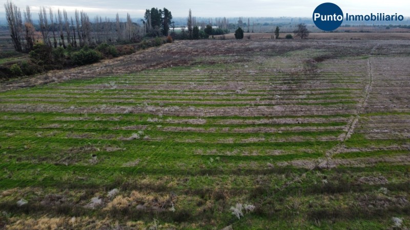 Campo Frutícola en Chillán. Ideal Avellano Europeo