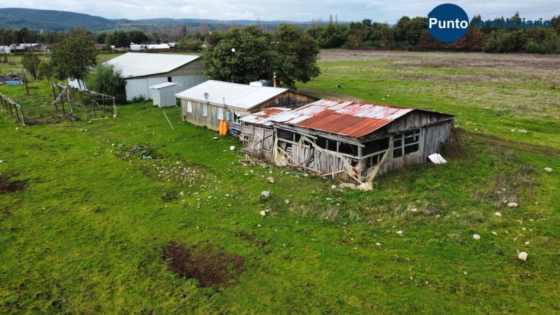 Apto Avellano Europeo y Agricultura en General