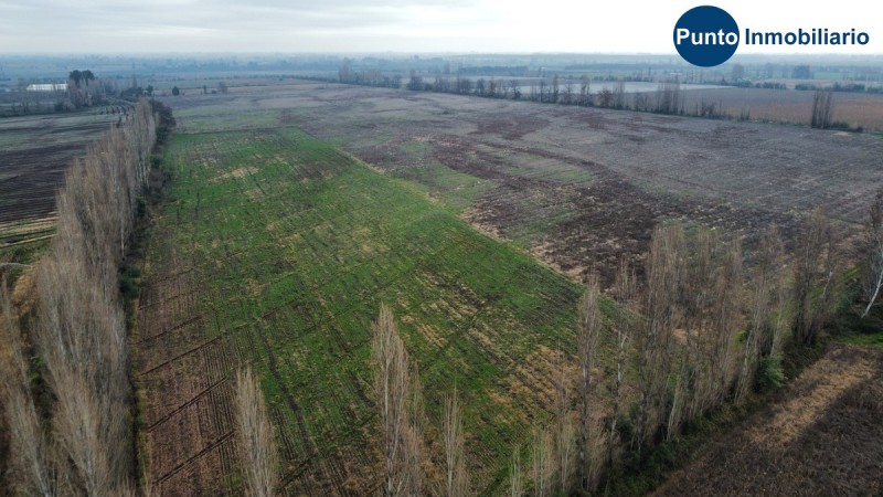 Campo Frutícola en Chillán. Ideal Avellano Europeo