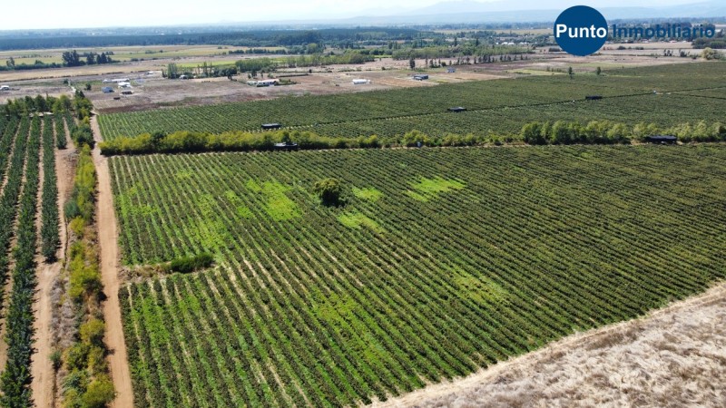 Excelente Campo Frutícola en Coihueco