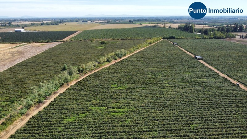 Excelente Campo Frutícola en Coihueco