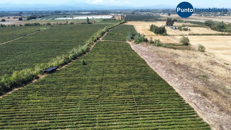 Excelente Campo Frutícola en Coihueco