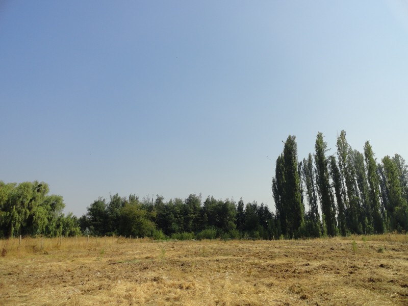 Parcela 5000M2 en Yerbas Buenas Ubicacion Privilegiada