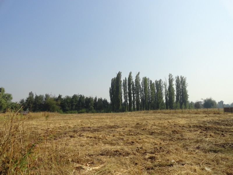 Parcela 5000M2 en Yerbas Buenas Ubicacion Privilegiada