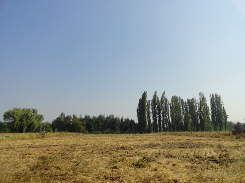 Parcela 5000M2 en Yerbas Buenas Ubicacion Privilegiada