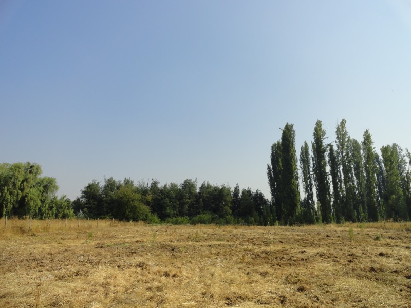 Parcela 5000M2 en Yerbas Buenas Ubicacion Privilegiada
