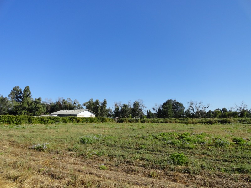 Parcela 5000M2 Linares