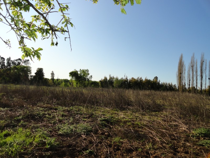 Parcela 5000M2 en Yerbas Buenas Ubicacion Privilegiada