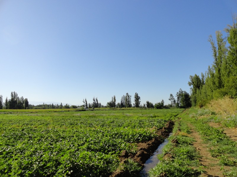 2 Hectáreas Yerbas Buenas/ Camino la Faja
