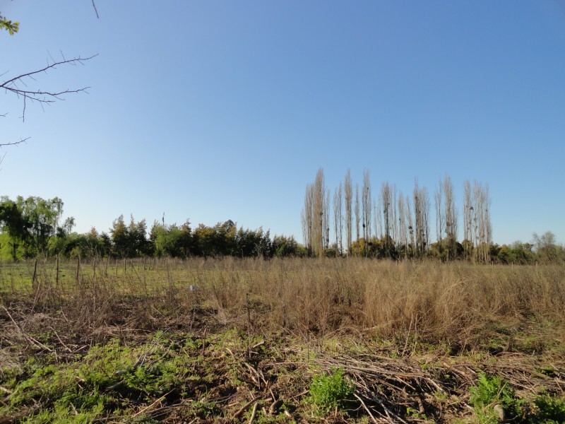 Parcela 5000M2 en Yerbas Buenas Ubicacion Privilegiada