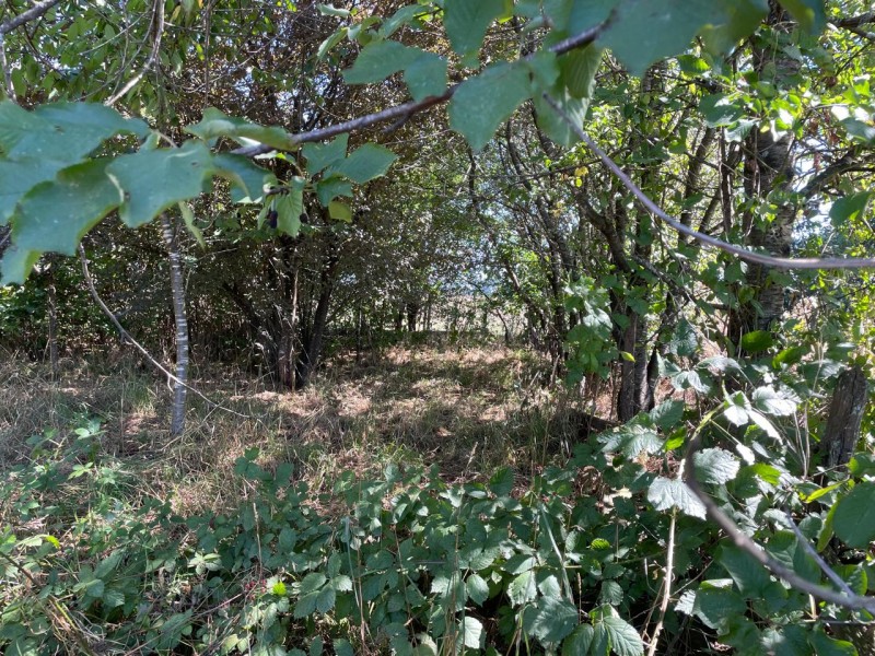 Lindo Terreno 5000 Mt en Rio Bueno Sector Rofuco Bajo