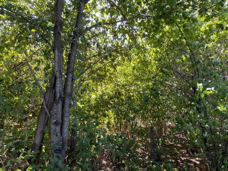 Lindo Terreno 5000 Mt en Rio Bueno Sector Rofuco Bajo