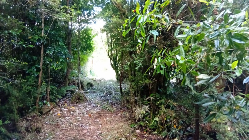 🌿 Vive Rodeado de Bosque Nativo en Bosque Andino