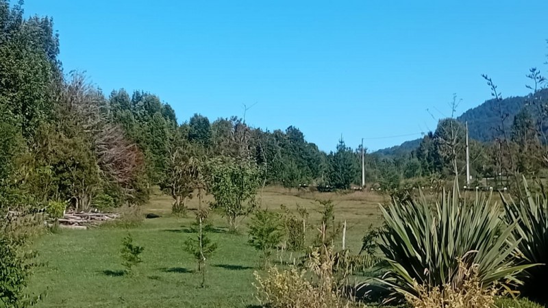 🌿 Vive Rodeado de Bosque Nativo en Bosque Andino