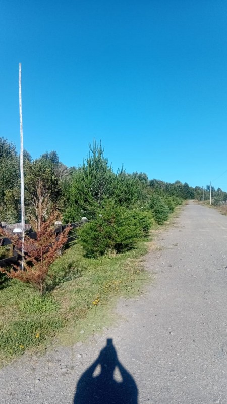 🌿 Vive Rodeado de Bosque Nativo en Bosque Andino