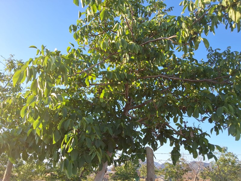 ¡parcela en Venta – Brisas de Picarquín, Mostazal!