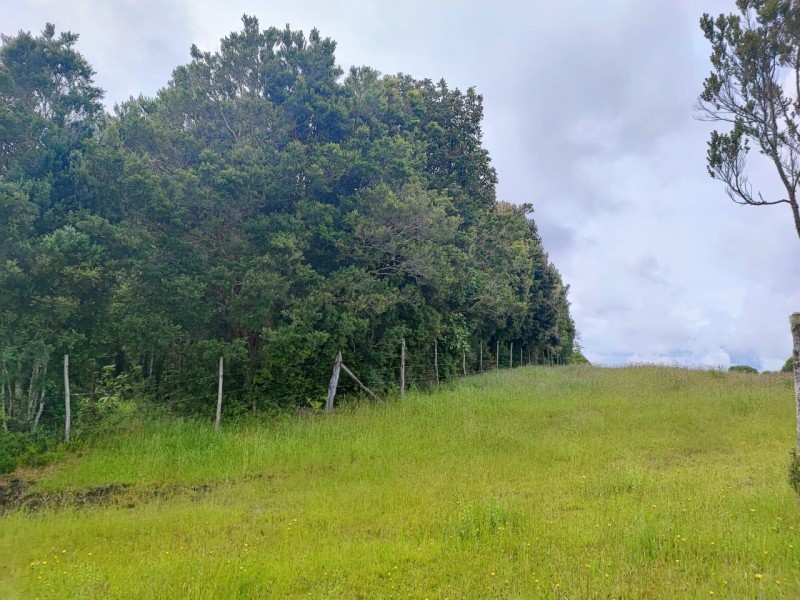 Se Vende Terreno en Parcelación Vive Bosque Puerto Varas