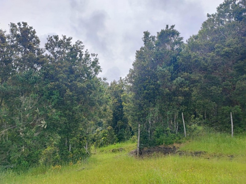 Se Vende Terreno en Parcelación Vive Bosque Puerto Varas