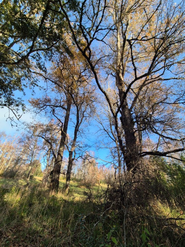 Parcela Disponible Con Bosque Nativo