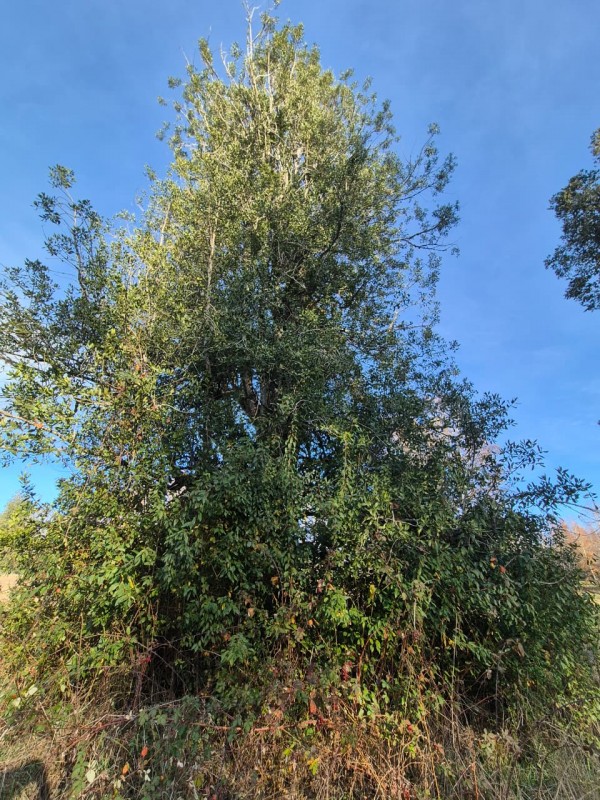Parcela Disponible Con Bosque Nativo