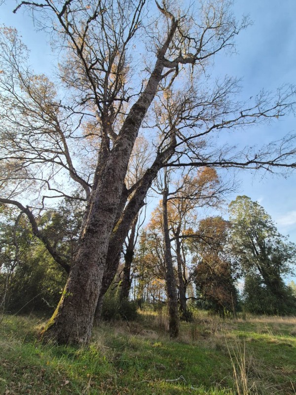 Parcela Disponible Con Bosque Nativo