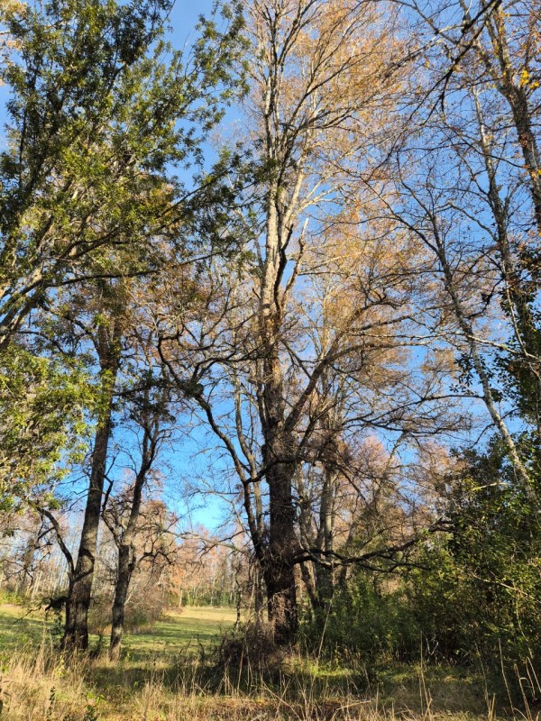 Parcela Disponible Con Bosque Nativo