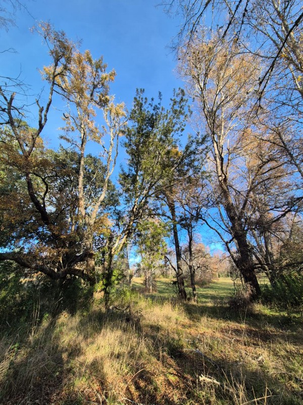 Parcela Disponible Con Bosque Nativo