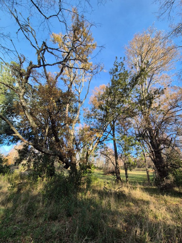 Parcela Disponible Con Bosque Nativo