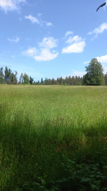 Parcela Se Vende 5.000 Mtrs2 Pitrufquen