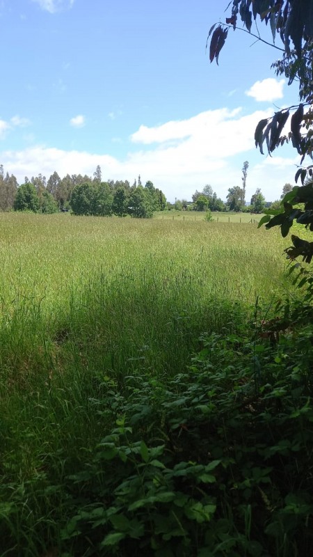 Parcela Se Vende 5.000 Mtrs2 Pitrufquen