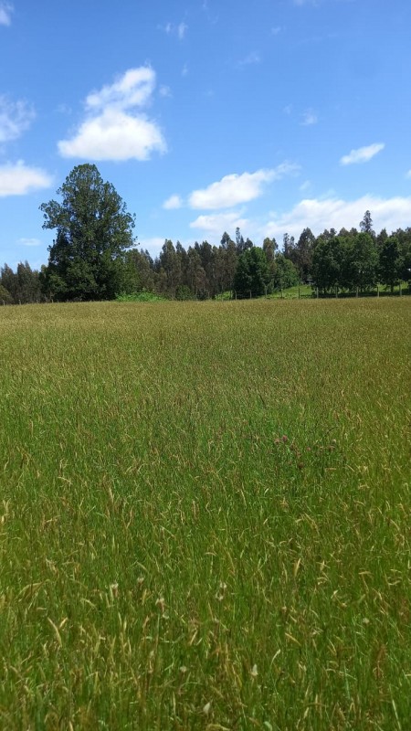 Parcela Se Vende 5.000 Mtrs2 Pitrufquen