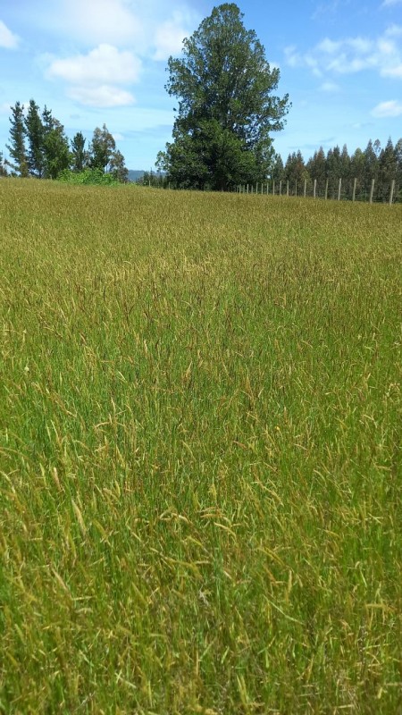 Parcela Se Vende 5.000 Mtrs2 Pitrufquen