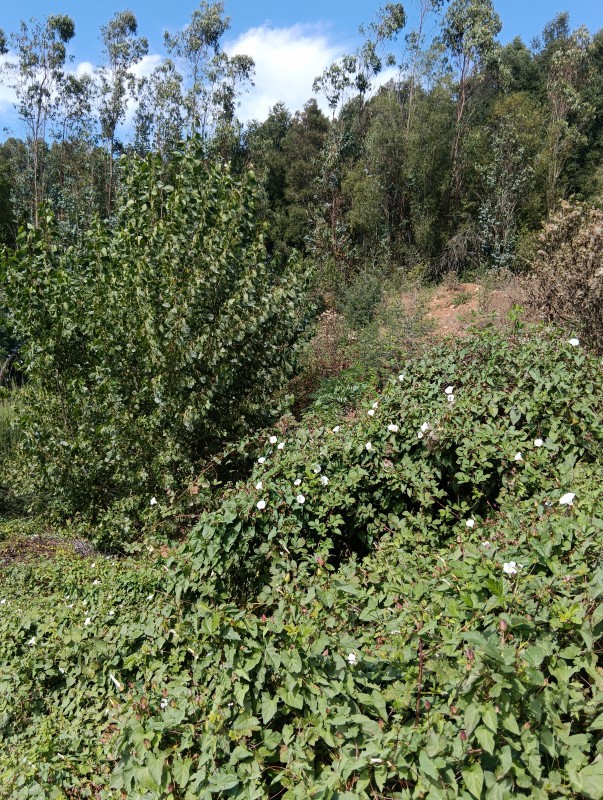 Casa en Parcela de Hectáreas A 7Km del Lago Collico