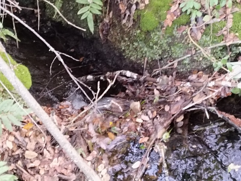 Parcelas en Condominio A 18 Minutos de Villarrica