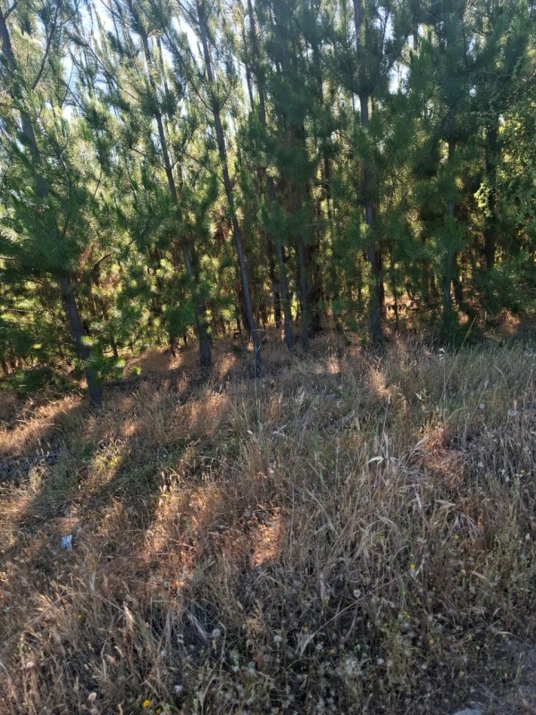 ¡gran Oportunidad! Se Vende Parcela en el Corazón del Maule