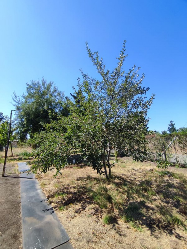 Vendo Casa en Parcela A 5Min de Chacayal Sur y Comercio